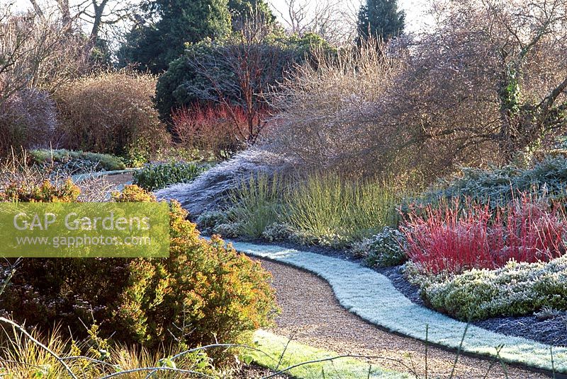 Frosted winter garden at cambridge university botanical garden, coloured salix stems, frosted lawn, curving gravel path