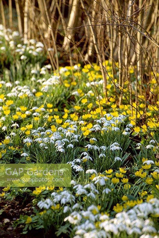 Galanthus nivalis 'Flore Pleno' - Snowdrops and Eranthis hyemalis - Winter Aconite. Naturalised bulbs in a hedge bottom