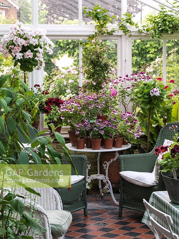 North facing conservatory with collection of pelargoniums, and wicker chairs for sitting in the cool in the summer. Fern. Top left, tall grafted pelargonium 'Spot-on Bonanza'.