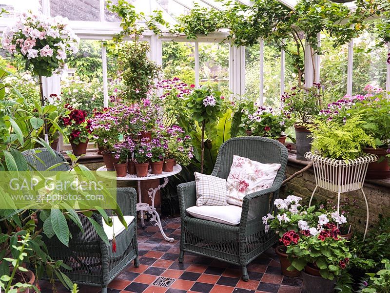 North facing conservatory with collection of pelargoniums, and wicker chairs for sitting in the cool in the summer. Top left, tall grafted Pelargonium 'Spot-on-Bonanza'. Fern.