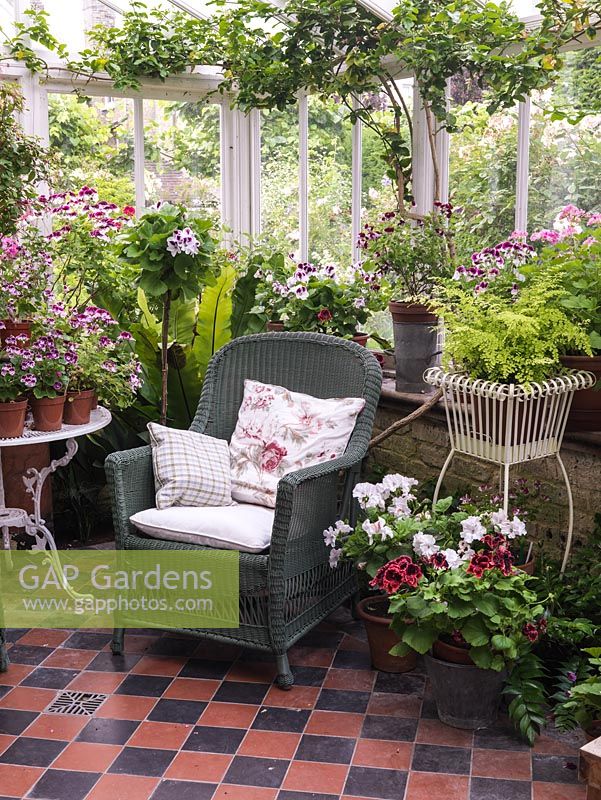 North facing conservatory with collection of pelargoniums, and wicker chairs for sitting in the cool in the summer. Fern.