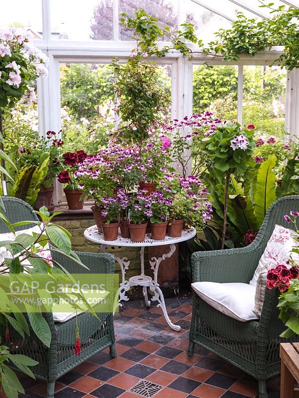North facing conservatory with collection of pelargoniums, and wicker chairs for sitting in the cool in the summer.