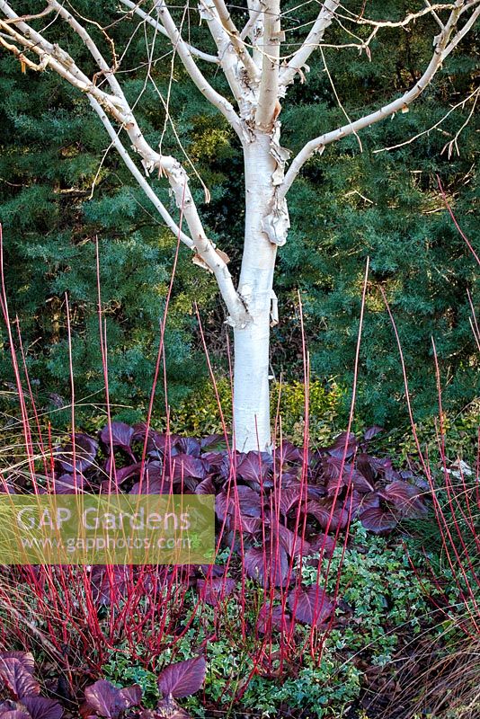 Betula var. jacquemontii 'Grayswood Ghost' with Bergenia Bressingham Ruby, Himalayan Birch. February.
