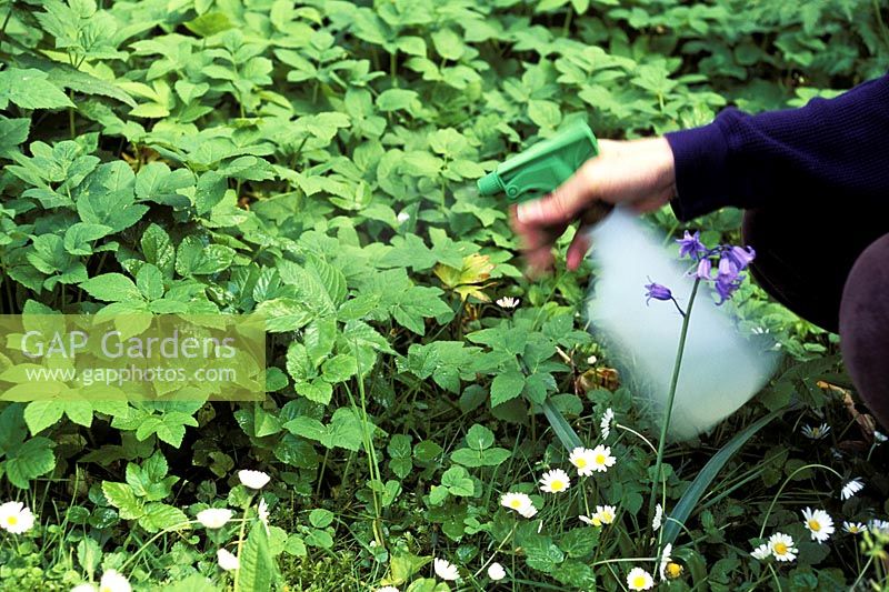 Spraying ground elder with herbicide using hand sprayer, May