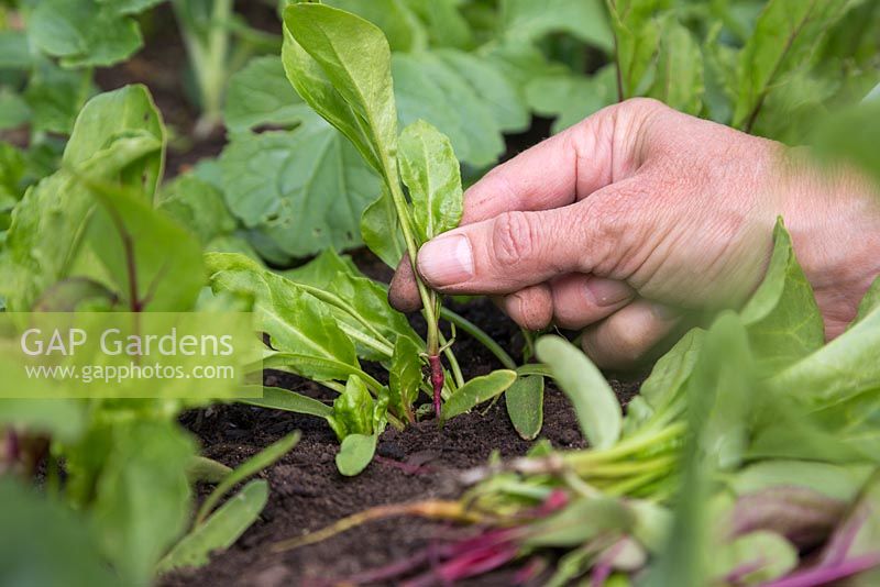 Thinning Beetroot 'Rainbow Beet' - Beta vulgaris to create space and promote larger crops