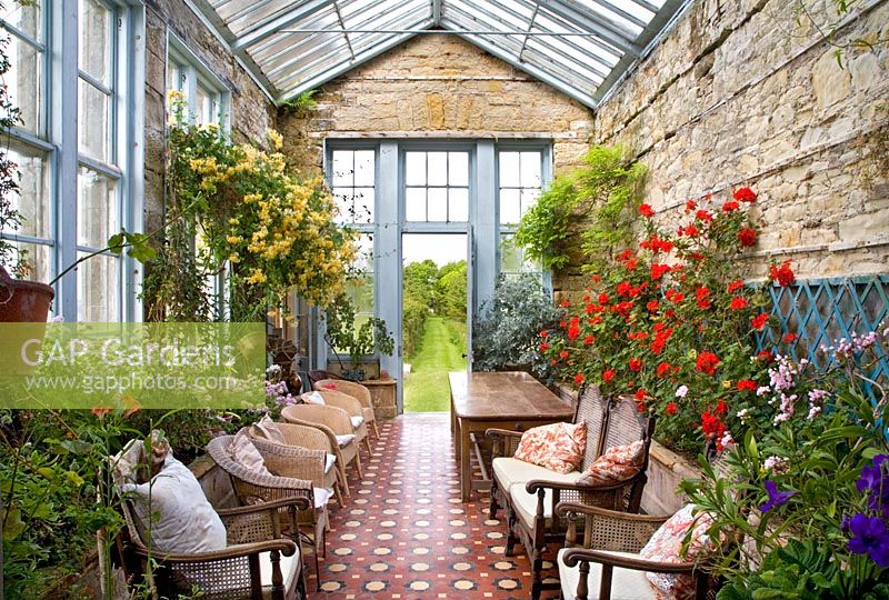 Period conservatory featuring Pelargoniums 