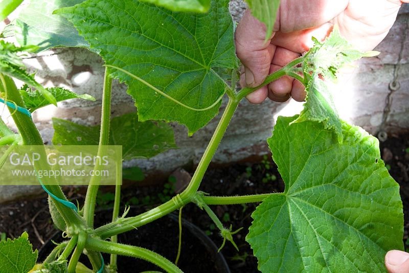 Training cucumbers. Step-by-Step. Stopping the side shoots