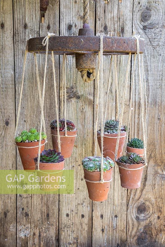 Succulent Chandelier constructed from a cast iron wheel and rope, with potted Sempervivums representing candles or lights
