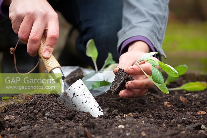 Planting out spring cabbage plug plants with a trowel