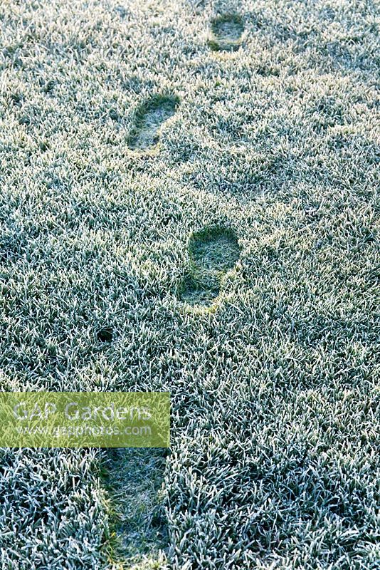 Footprints across frosty grass