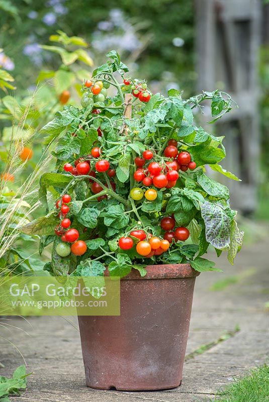 Tomato Bitonto F1. Dwarf bush tomato in terracotta pot