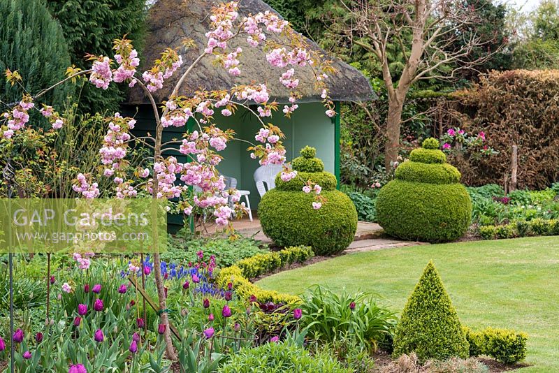 A spring garden with Prunus 'Kiku Shidare Zakura' underplanted with tulips, in front of topiary box and a thatched summer house.