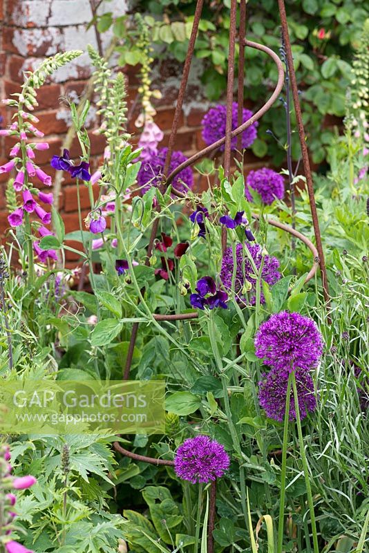 Sweet peas growing through a metal obelisk surrounded by alliums and foxgloves.