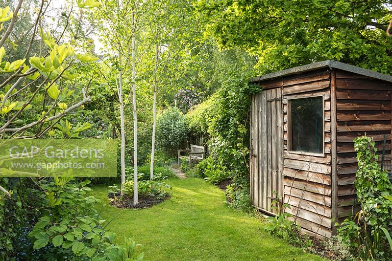 View of secluded part of long, narrow, town garden in spring with timber tool shed, wooden bench and group of three young birch trees underplanted with hellebores.