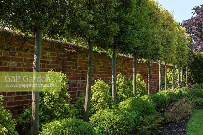 Garden wall with pleached Quercus ilex
