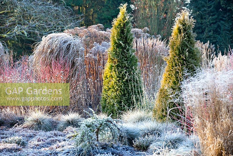 The Winter Garden in January, Bressingham Gardens, Norfolk, UK. Designed by Adrian Bloom.