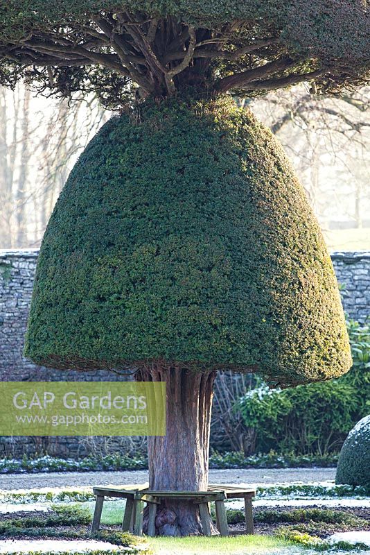 Topiary yew tree at Levens Hall.