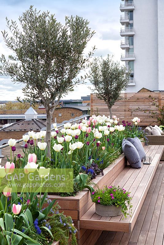 Raised integral bed and bench planted with tulips and olive trees on a roof terrace garden in London. April 