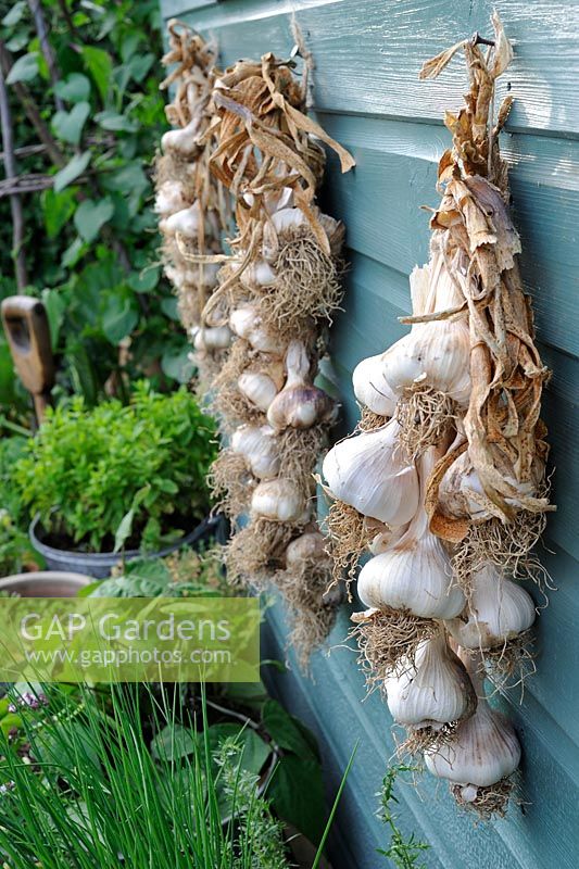 Garden potting shed, outside view with herbs in pots and Garlic hanging to ripen, Norfolk, UK, July