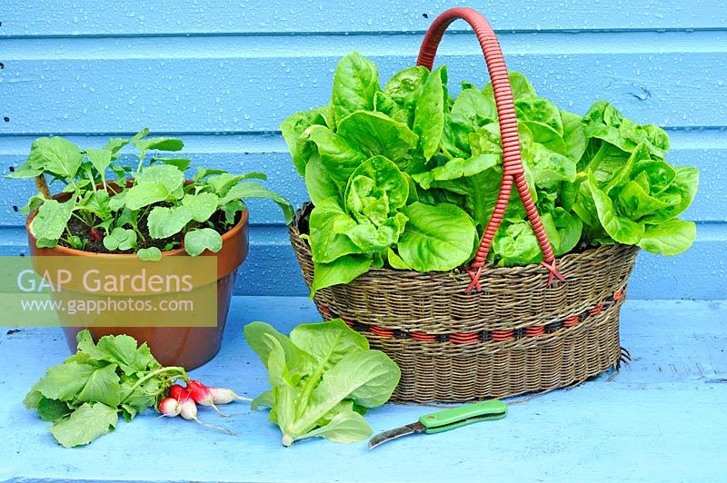 Container vegetables, lettuce, 'Little Gem' growing in old shopping basket, and radishes in terracotta flower pot, UK, June