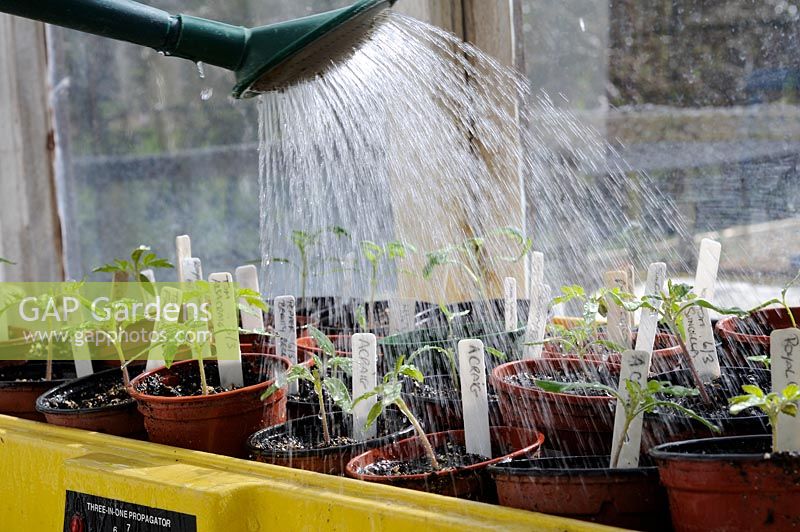 Watering Home grown Tomato and Chilli seedlings, in propagater on the greenhouse bench, UK, March