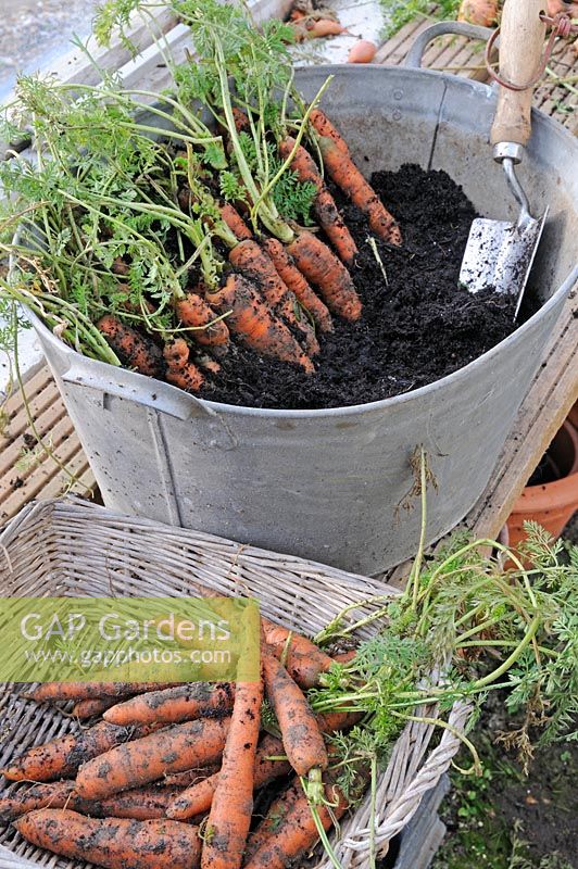 Storing maincrop carrots in damp compost in a frost free greenhouse, Norfolk, UK, January