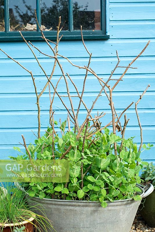 Garden pea - Pisum sativum 'Oasis', growing in a zinc tub.