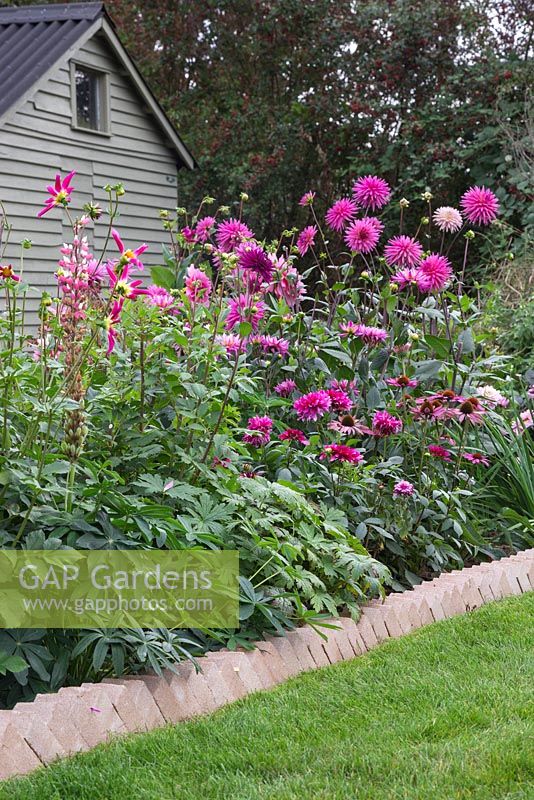 Sawtooth style brick edging containing a border of mixed pink Dahlias, with a view to a shed behind