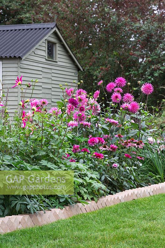 Sawtooth style brick edging containing a border of mixed pink Dahlias, with a view to a shed behind