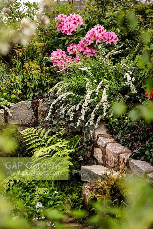 Stone wall and mixed planting including pink Rhododendron - The Water Spout garden - RHS Malvern Spring Show 2016. Designer: Christian Dowle. Sponsor: Garden Inspiration