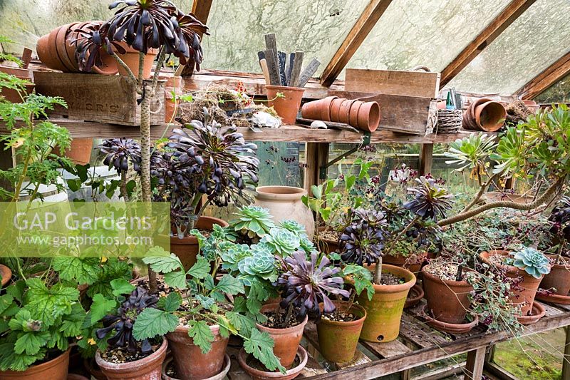 Succulents and other tender plants in the greenhouse for overwintering.