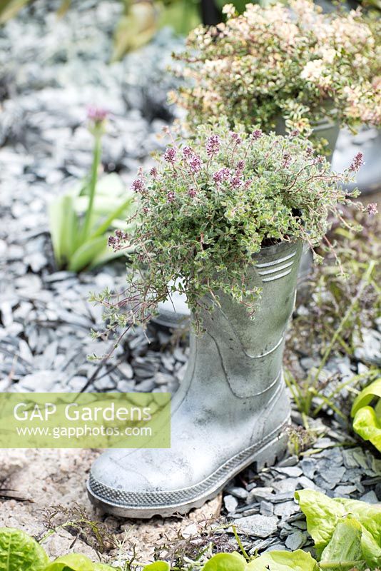 Silver-painted welly boot planted with Thyme - It's Out of This World, RHS Malvern Spring Festival 2017 - Design: Bromsgrove Preparatory School