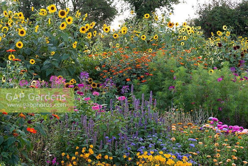 In the Annual Border, tall sunflowers tower over  tithonias, cosmos, cleomes, zinnias, agastache and marigolds.
