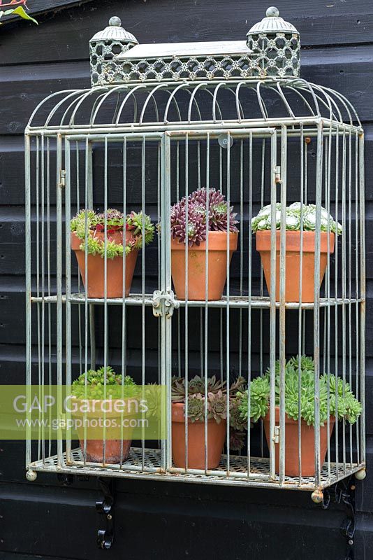 Terracotta pots of succulents and displayed in wirework cage shelving.