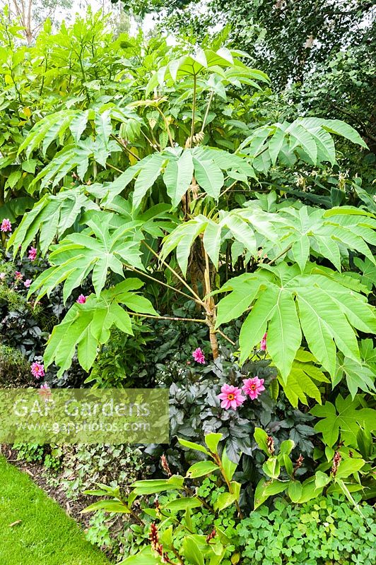 Tetrapanax papyrifer 'Rex' underplanted with dark leaved Dahlia 'Fascination' and Cautleya spicata.