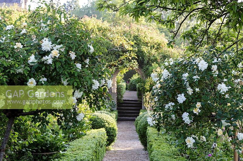 Rosa 'Felicite Perpetue'. Hanham Court Gardens, Bristol. Early summer garden with parterre and white roses