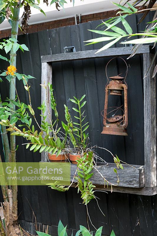 A recycled timber frame mounted on a black painted paling fence holding two small terracotta pots with crucifix orchids, Epidendrum ibaguense, with orange flowers, featuring an old hurricane lamp.