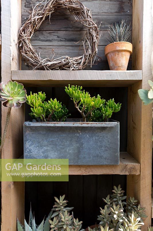 A set of timber shelves attached to a timber screen with a collection of potted succulents and a rustic wreath. An old repurposed galvanised box planted with Crassula ovata 'Gollum'.