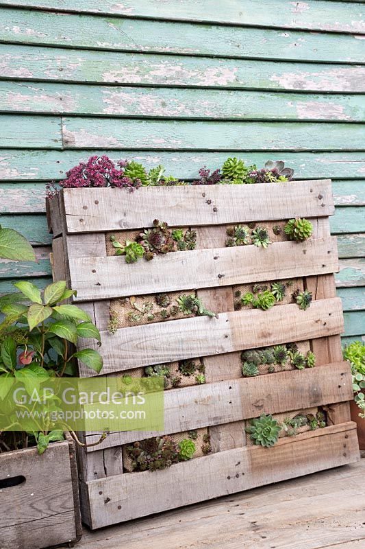 Pallet planter with mixed succulents