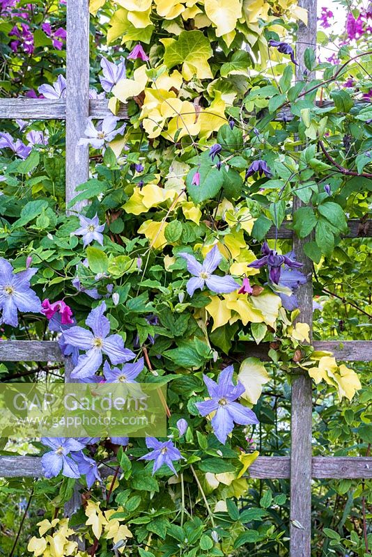 Clematis and Hedera 'Buttercup' growing on trellis - C. 'Blue Angel', 'Etoile Rose' and 'Mary Rose'