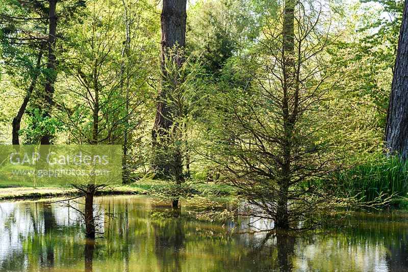Taxodium distichum in a pond in the valley garden at Tregrehan Gardens