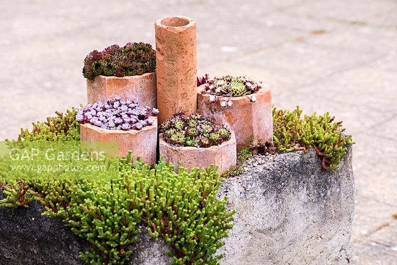 Hardy succulents including Sempervivums and Sedums in clay pipes