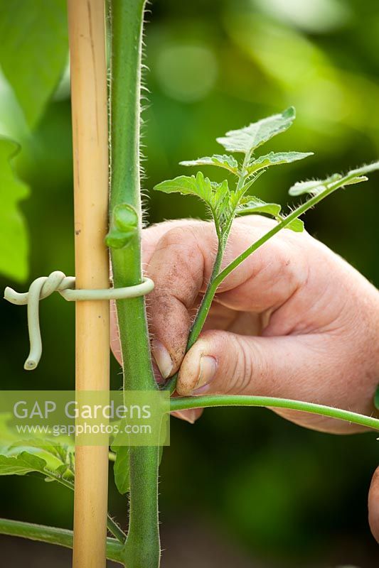 Pinching out tomato side shoots to encourage more fruit formation, June