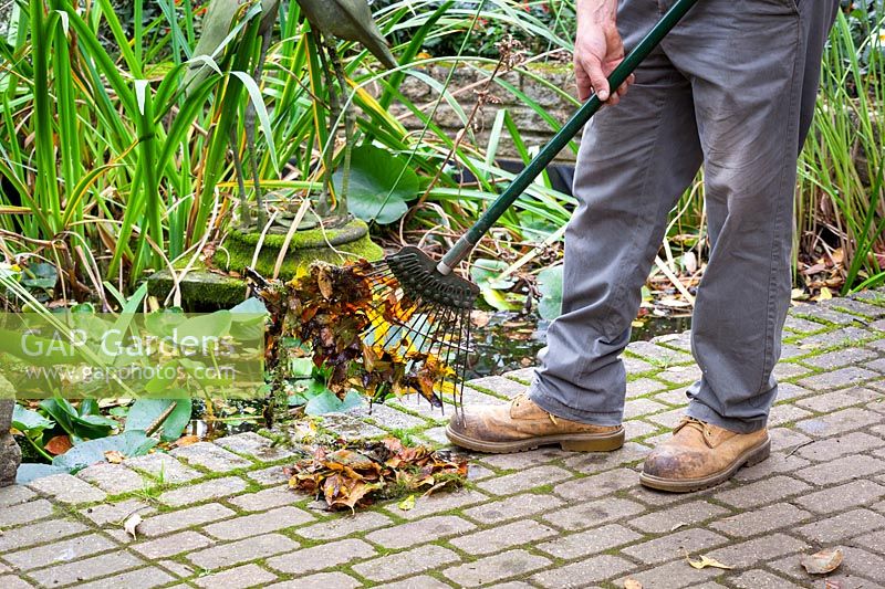 Removing debris, weeds and old leaves from a pond  with a rake and leaving on the side for wildlife to escape