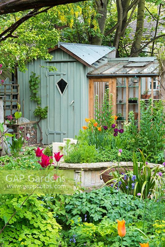 Small town garden in spring. Raised beds constructed from reclaimed materials, ornamental garden shed and lean to greenhouse, lily flowered tulips. April.
