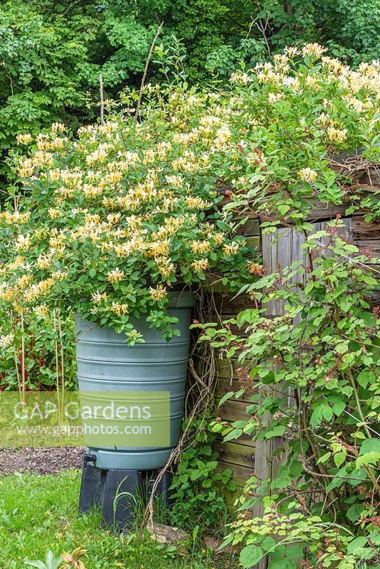 Lonicera periclymenum growing over old shed on an allotment. Pastic water butt on stand. Japanese wineberry in foreground