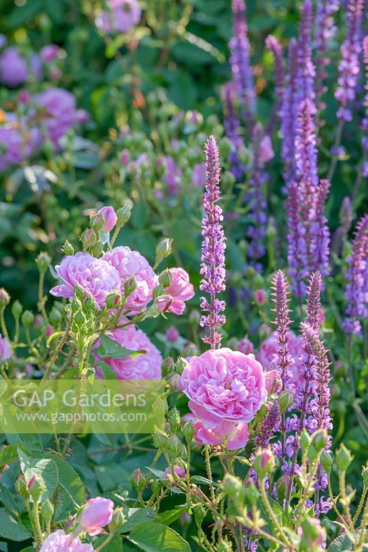 Rosa 'Harlow Carr' and Salvia nemorosa 'Amethyst. June