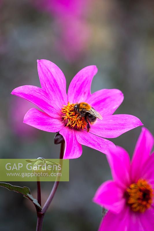 Bee on Dahlia 'Magenta Star', September.