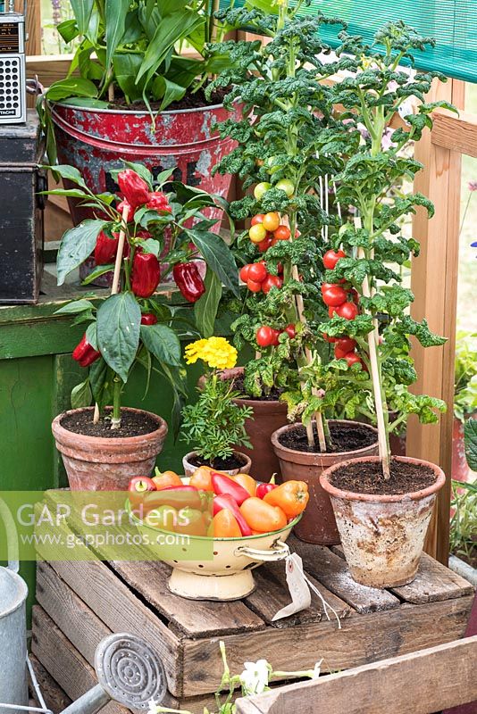 Tomatoes and peppers thriving in a Gabriel Ash greenhouse.