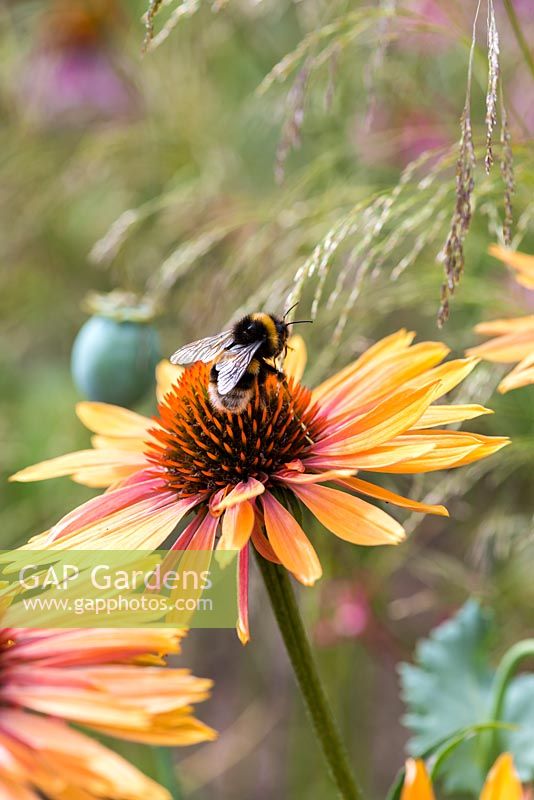 Echinacea 'Sunseekers Orange', a compact coneflower bearing many pinkish orange flowers from July. Loved by bees.